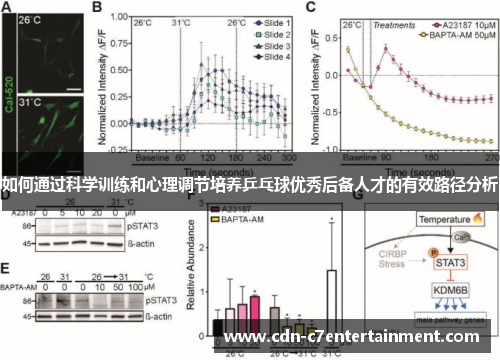 如何通过科学训练和心理调节培养乒乓球优秀后备人才的有效路径分析